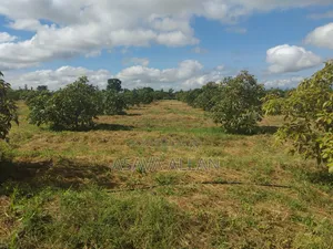 30 Acre Ovacado Farm - Salaita Taveta