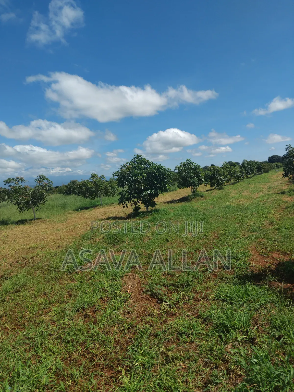 30 Acre Ovacado Farm - Salaita Taveta