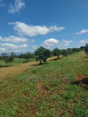 30 Acre Ovacado Farm - Salaita Taveta