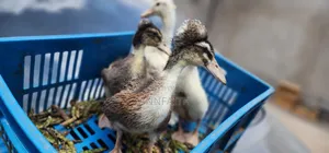 Crested Ducklings/Ducks