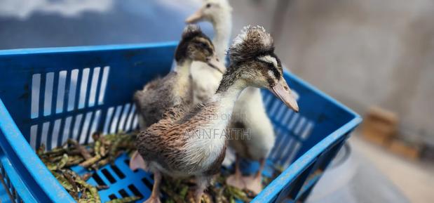 Crested Ducklings/Ducks