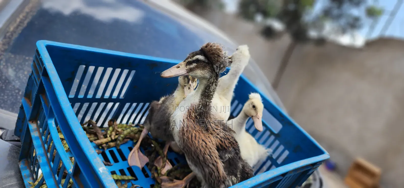 Crested Ducklings/Ducks