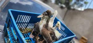 Crested Ducklings/Ducks