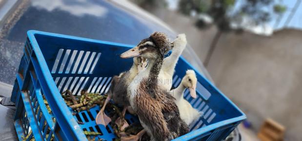 Crested Ducklings/Ducks - thumbnail 2