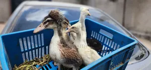 Crested Ducklings/Ducks