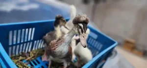 Crested Ducklings/Ducks