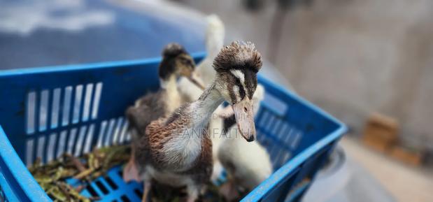 Crested Ducklings/Ducks - thumbnail 4