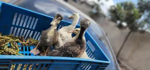 Crested Ducklings/Ducks