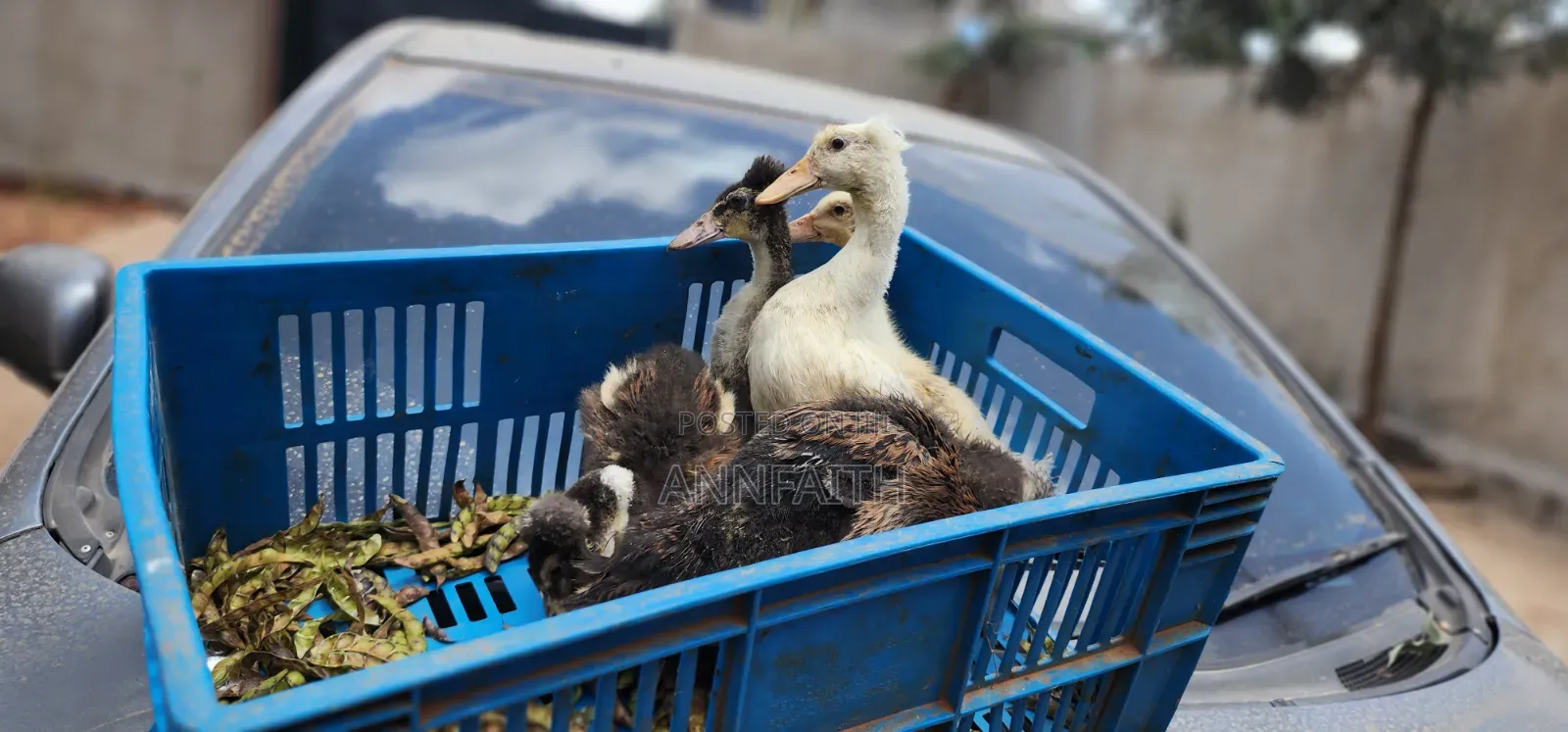 Crested Ducklings/Ducks