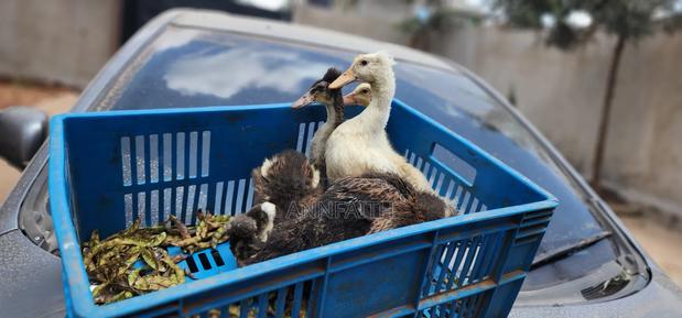Crested Ducklings/Ducks - thumbnail 6