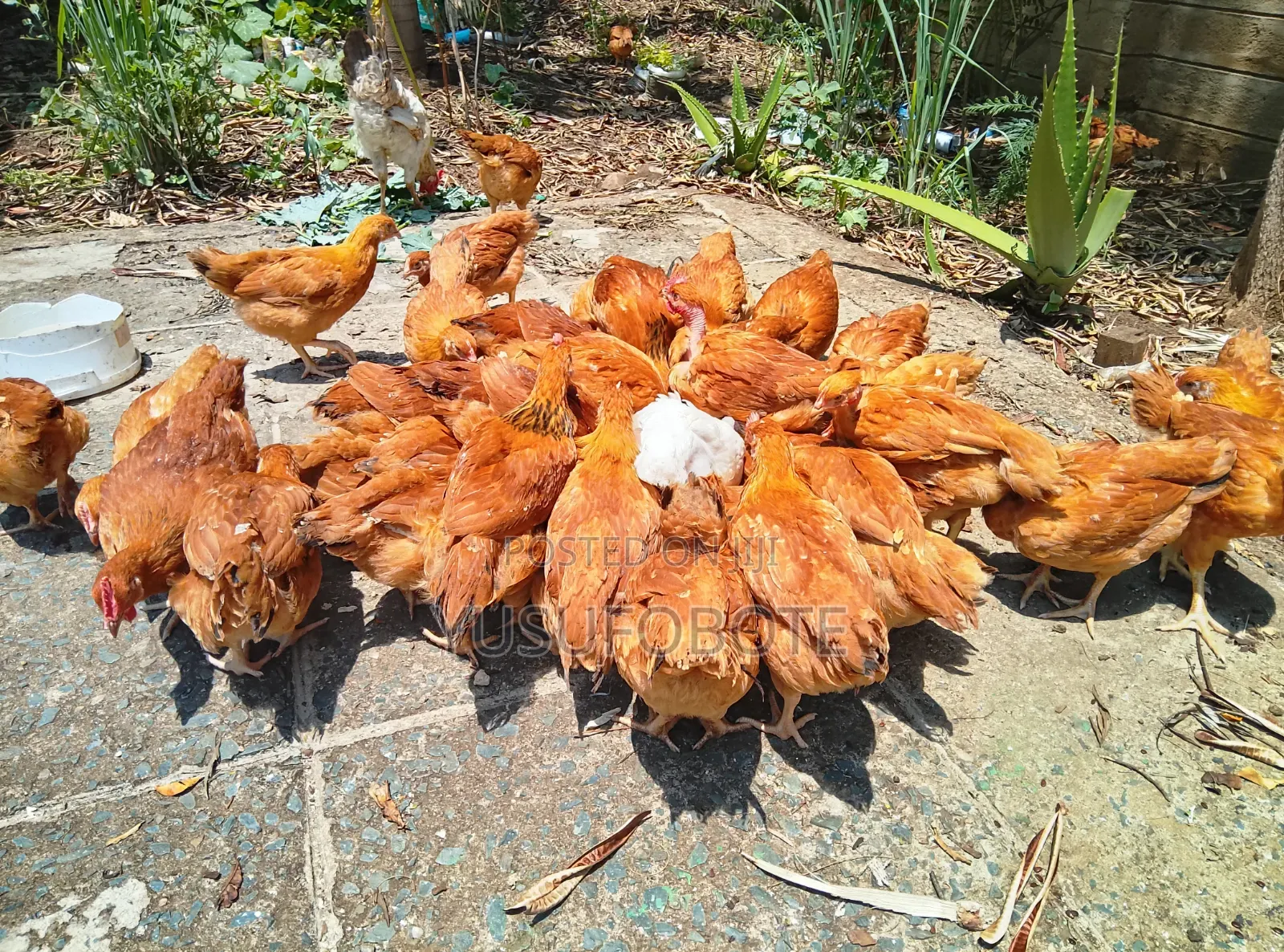 Kenbro Chick 2 Months