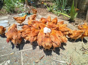 Kenbro Chick 2 Months