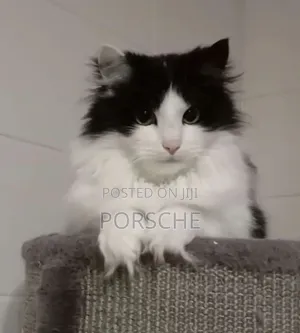 1-3 months Male Purebred Persian