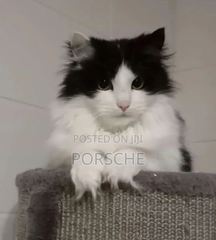 1-3 months Male Purebred Persian