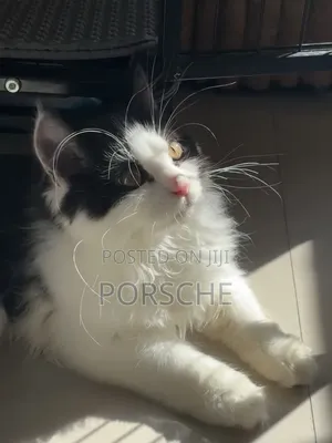 1-3 months Male Purebred Persian