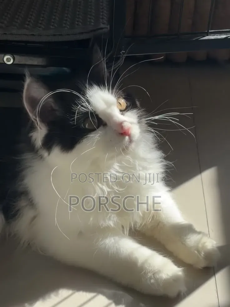 1-3 months Male Purebred Persian