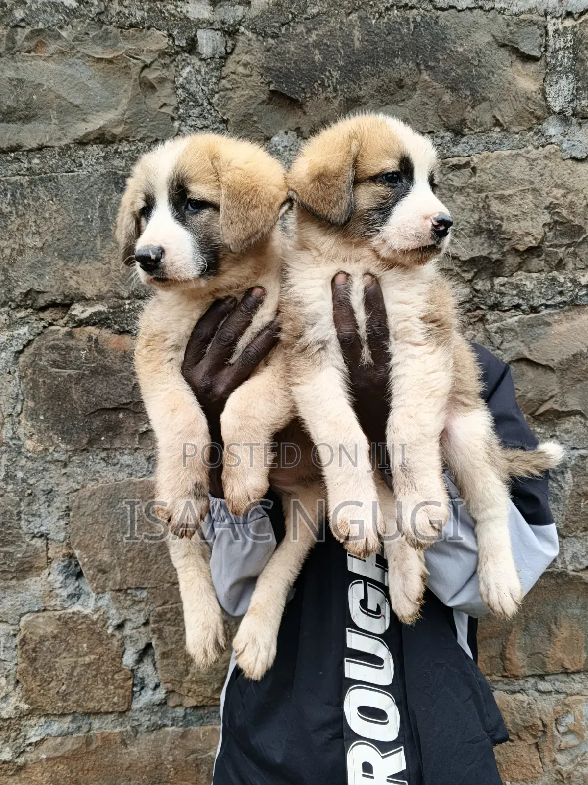 1-3 months Male Mixed Breed Saint Bernard