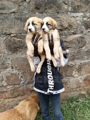 1-3 months Male Mixed Breed Saint Bernard
