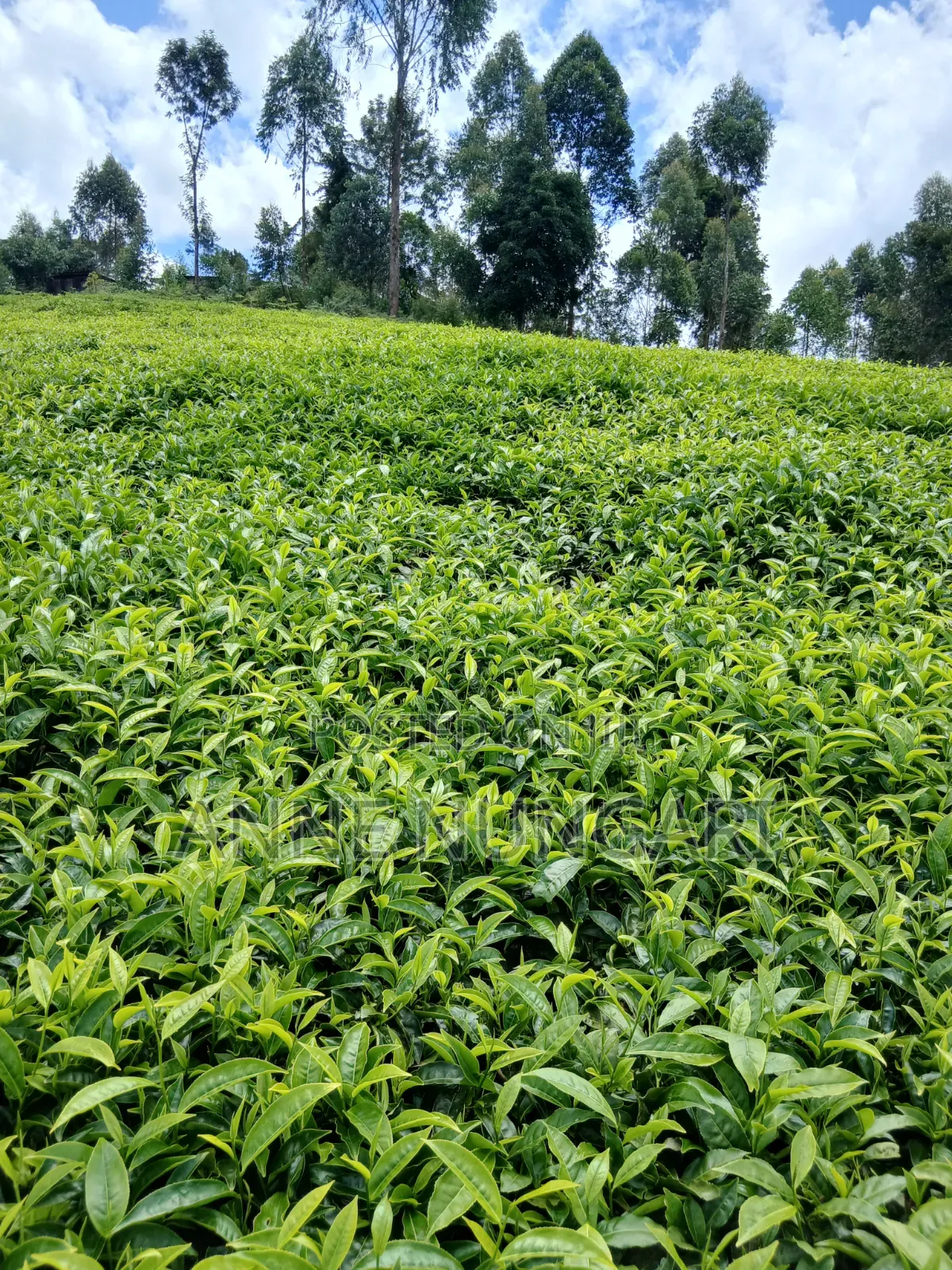 Tea Land for Sale