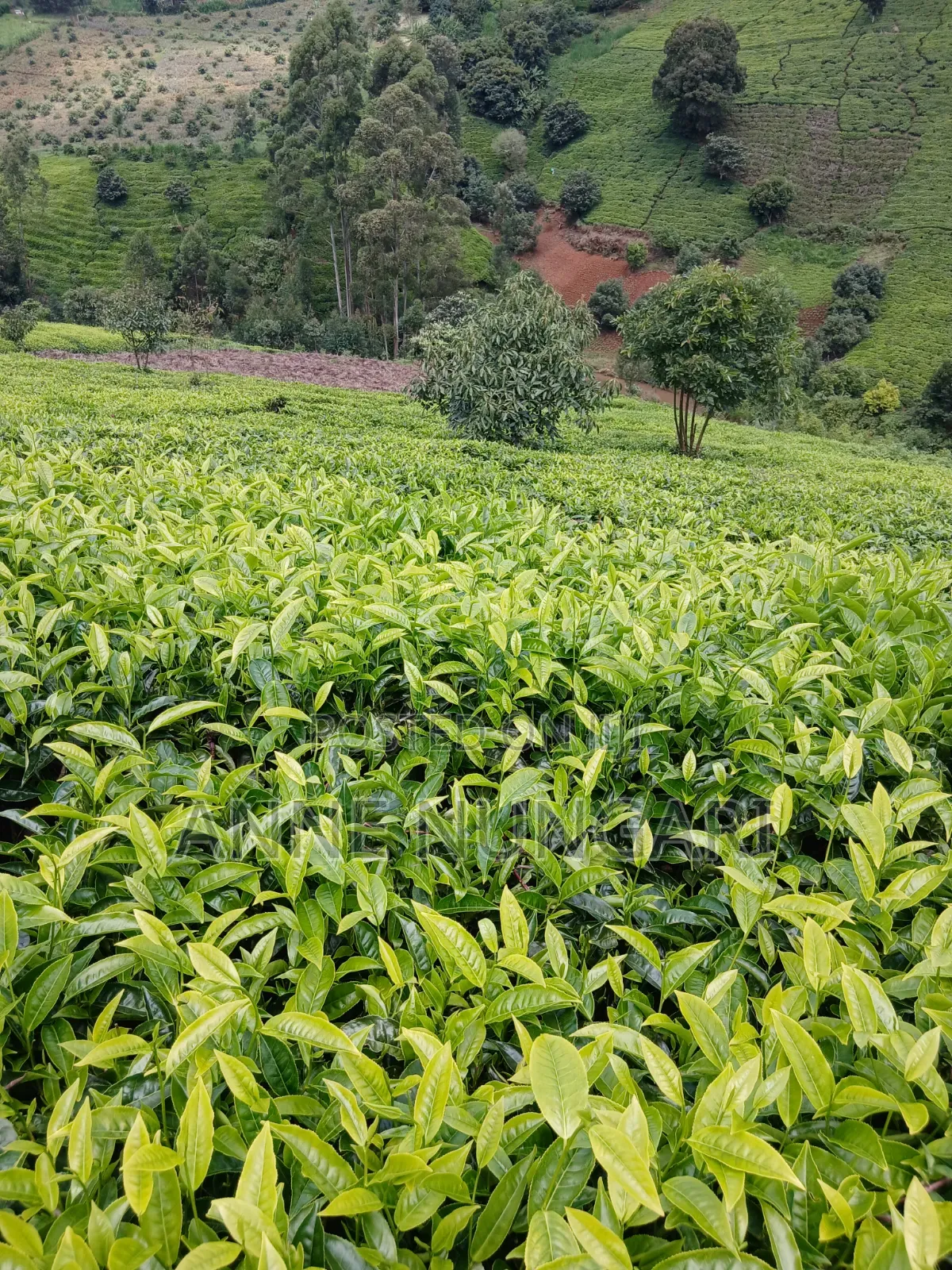 Tea Land for Sale