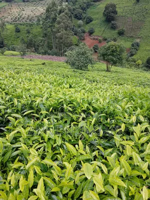Tea Land for Sale