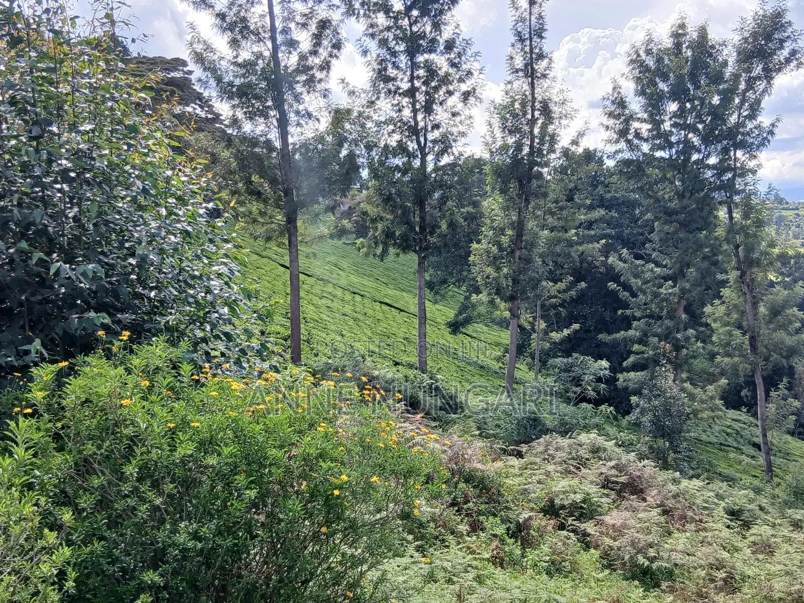 Tea Land for Sale