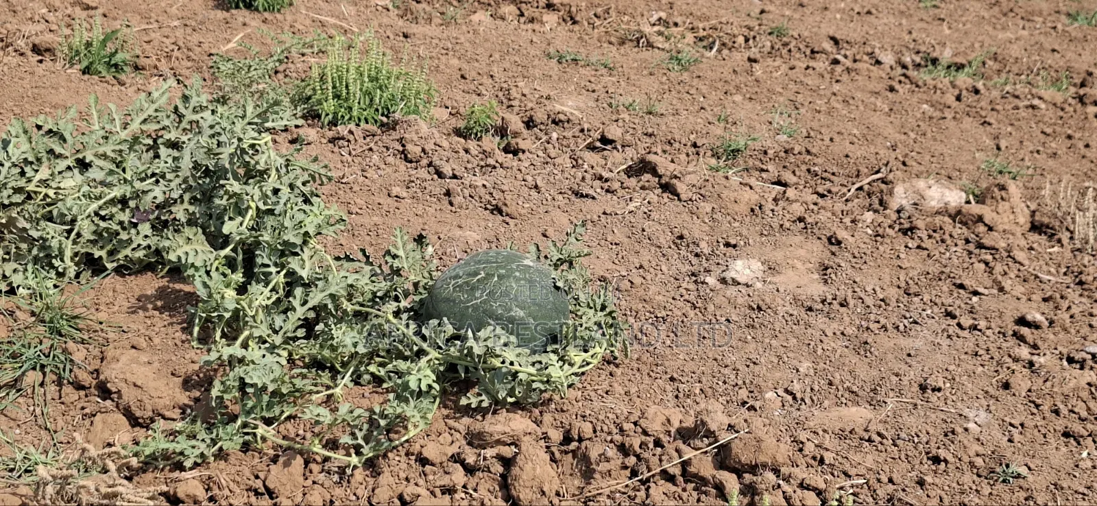 5 Acres Available Land for Sale in Ndiuni Kiambu County