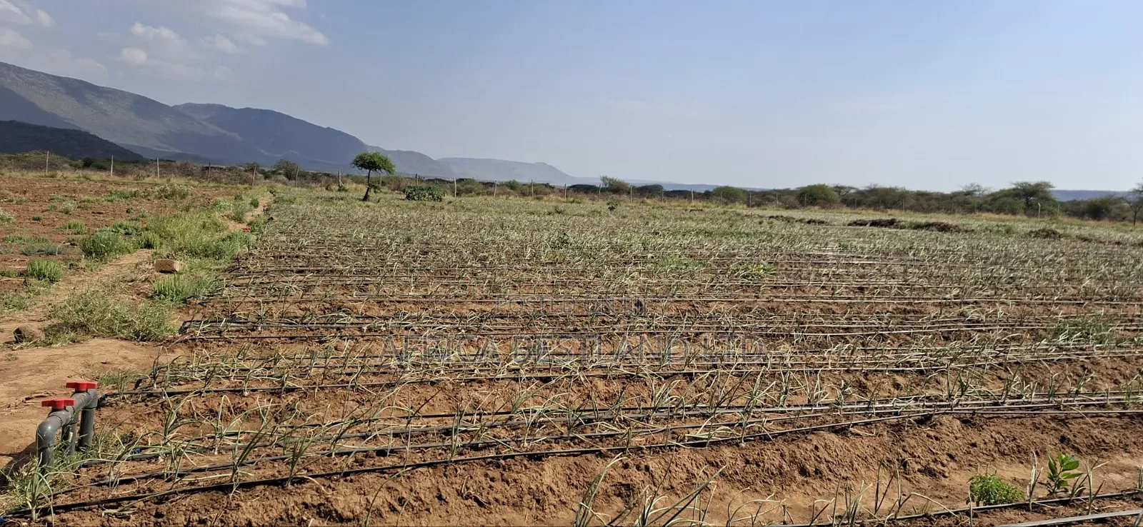 5 Acres Available Land for Sale in Ndiuni Kiambu County