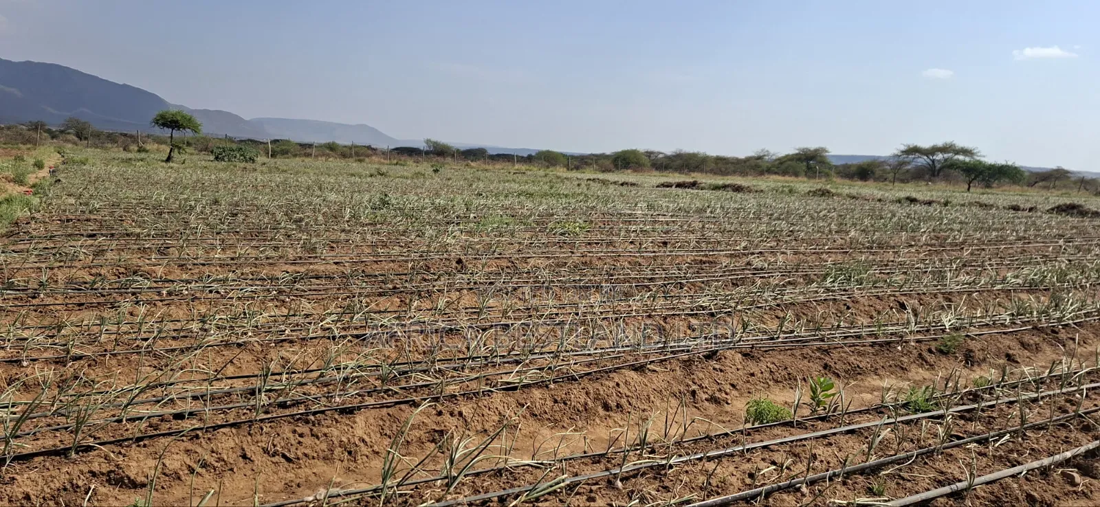 5 Acres Available Land for Sale in Ndiuni Kiambu County