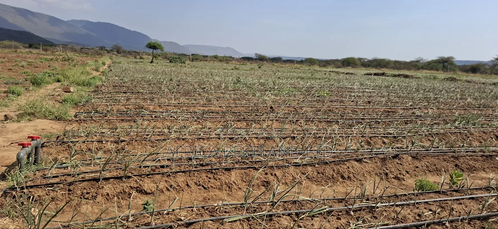 5 Acres Available Land for Sale in Ndiuni Kiambu County
