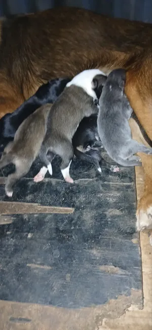 0-1 month Male Mixed Breed Border Collie