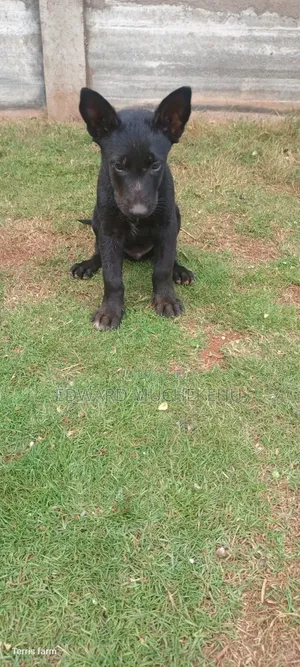 1-3 months Male Purebred Belgian Malinois