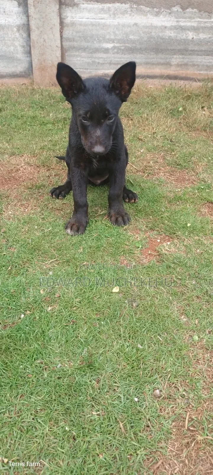 1-3 months Male Purebred Belgian Malinois
