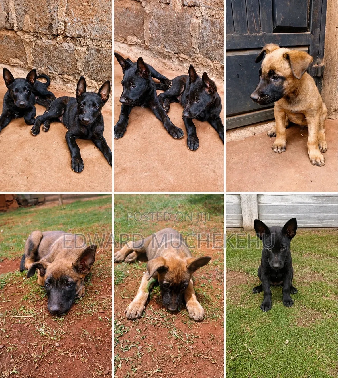 1-3 months Male Purebred Belgian Malinois
