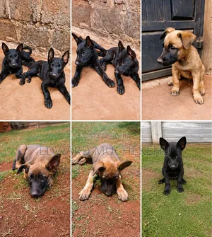 1-3 months Male Purebred Belgian Malinois