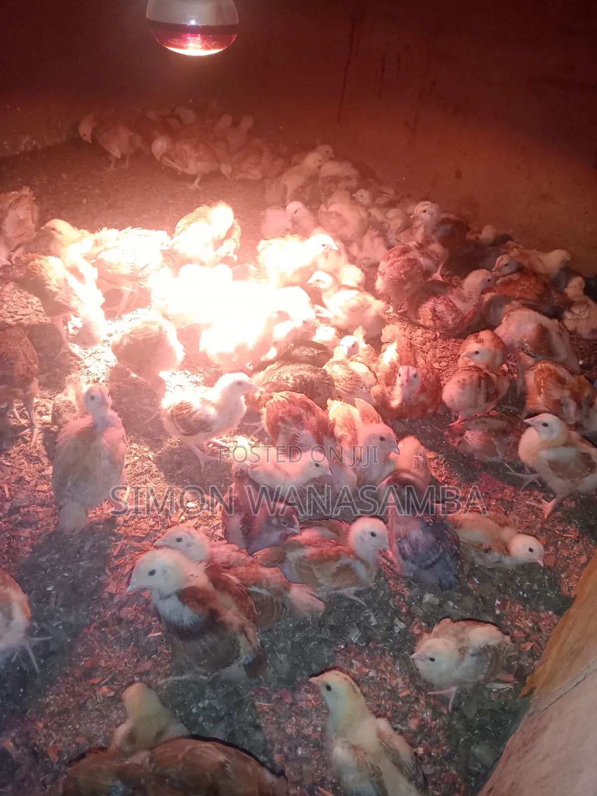 Kienyeji Improved Chick