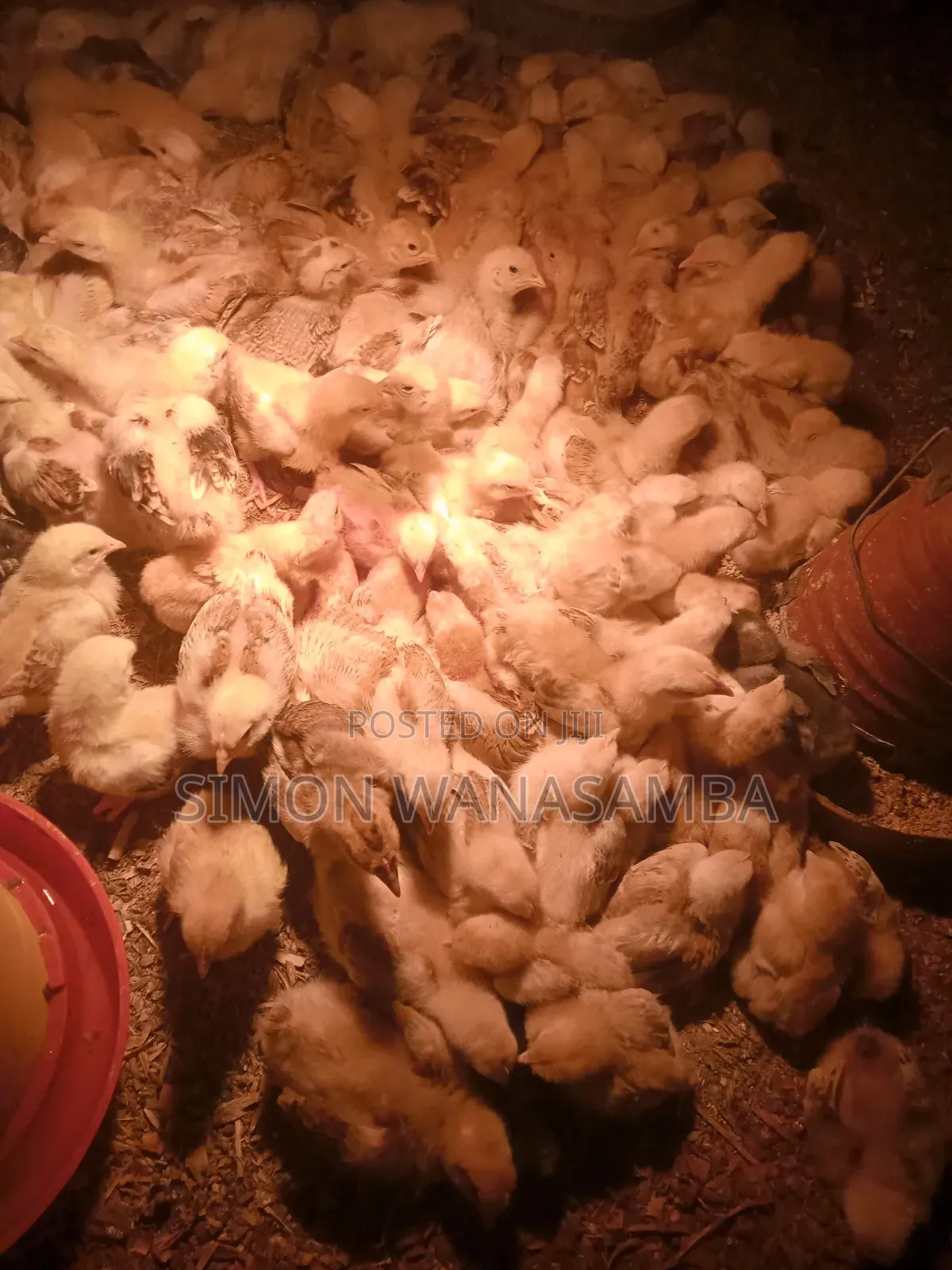 Kienyeji Improved Chick