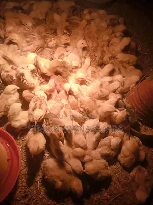 Kienyeji Improved Chick