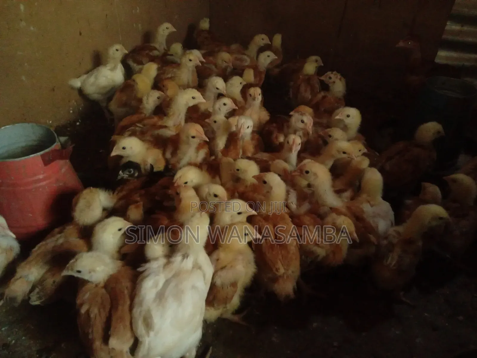 Kienyeji Improved Chick