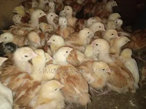 Kienyeji Improved Chick