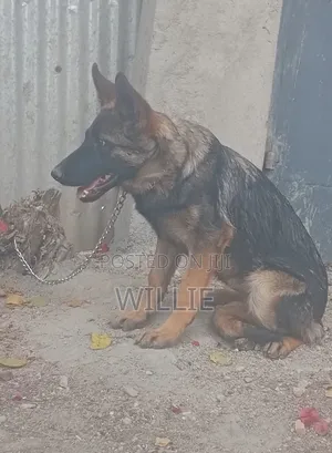 3-6 months Male Purebred German Shepherd