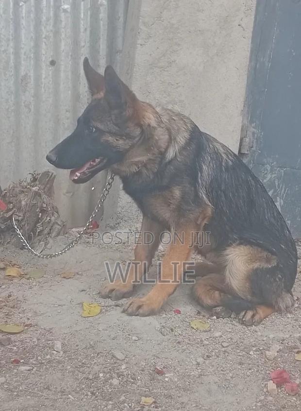 3-6 months Male Purebred German Shepherd