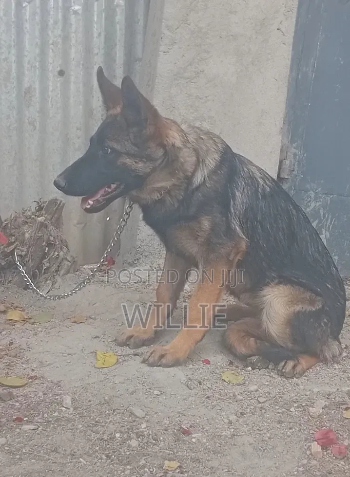 3-6 months Male Purebred German Shepherd