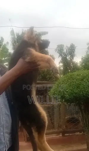 1-3 months Male Purebred German Shepherd