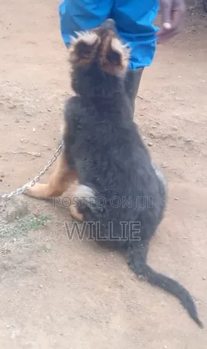 1-3 months Male Purebred German Shepherd