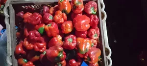 Triple M Groceries