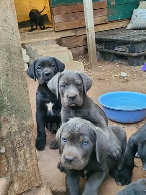 1-3 months Female Purebred Cane Corso