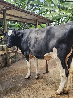 Pedigree Incalf Heifers