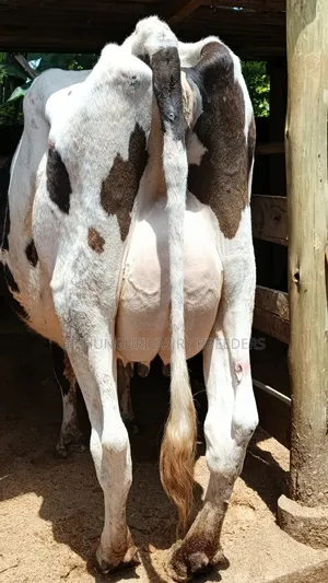 Pedigree Incalf Heifers