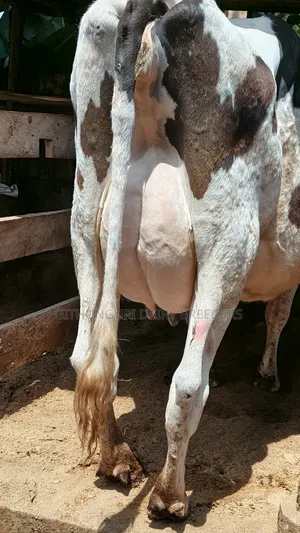 Pedigree Incalf Heifers